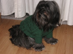 black Lhasa apso in green sweater